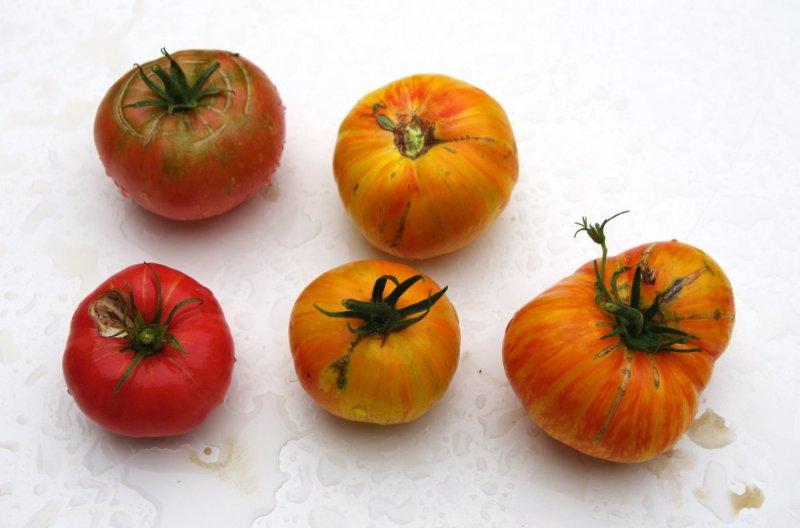 tomates_2209_dessus.JPG