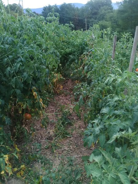 Tomates extérieures le 22-9-19