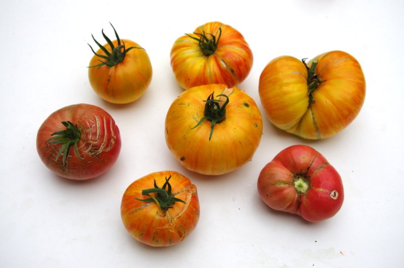 tomates_25092019_dessus.JPG