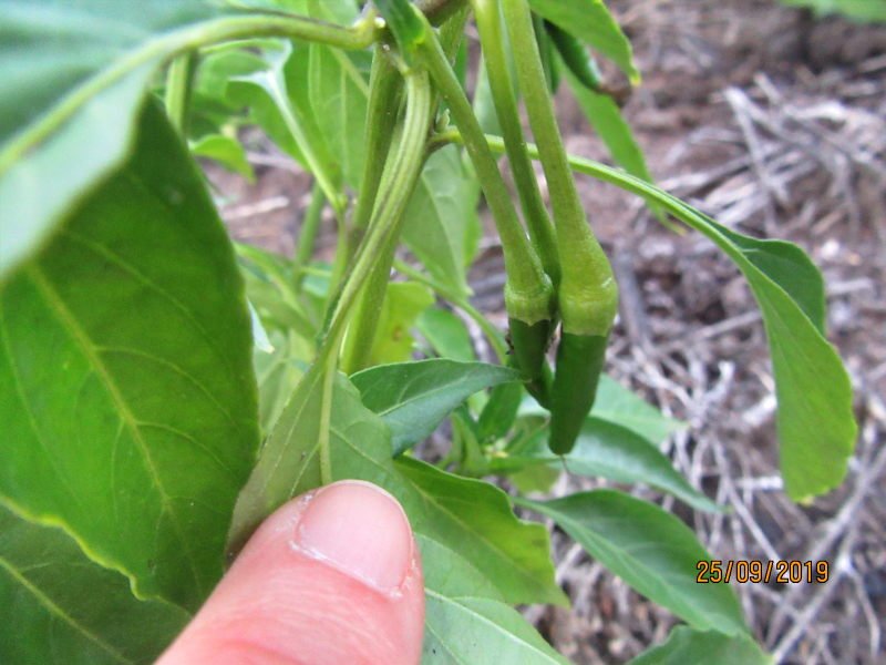 piment.jpg