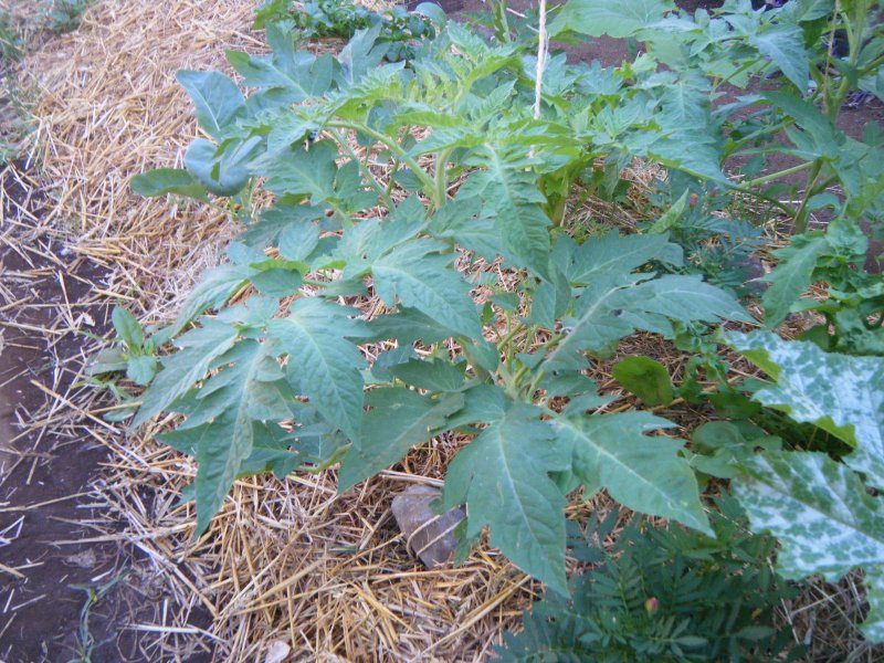 DSCF0052.JPG