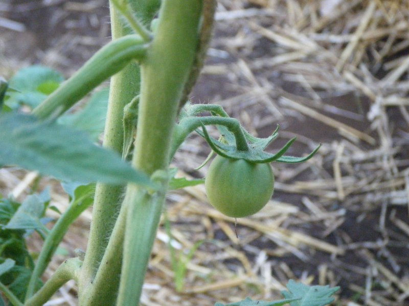 DSCF0051.JPG