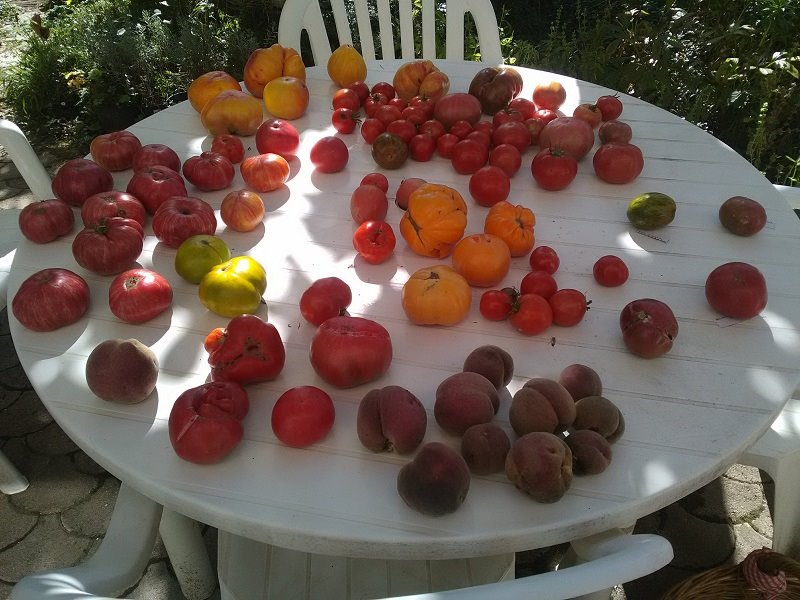 tomates 30-09-19.jpg