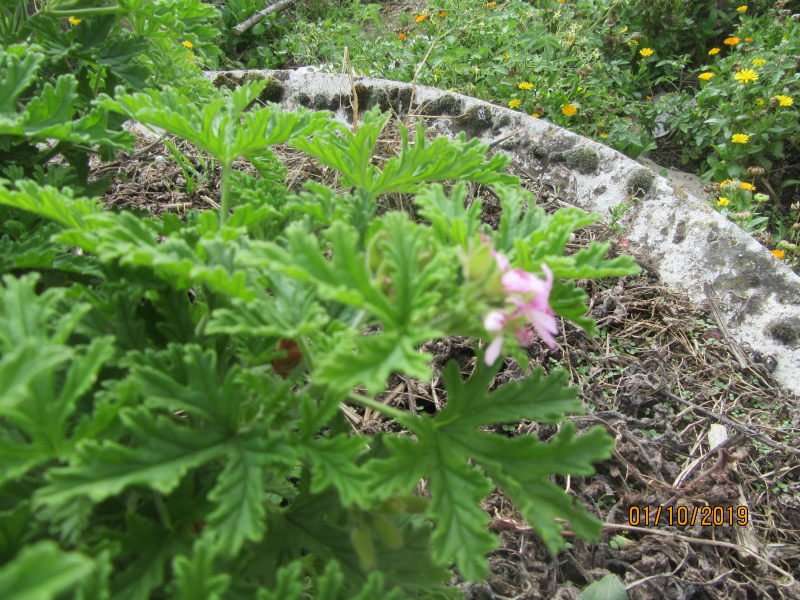 geranium rosat oct.jpg