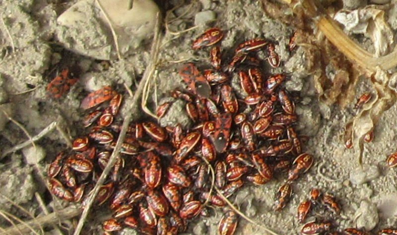 bestioles contre maison.jpg