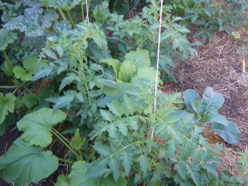 DSCF1903.JPG
