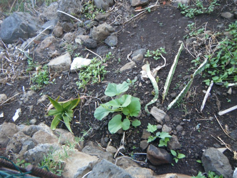 DSCF1908.JPG