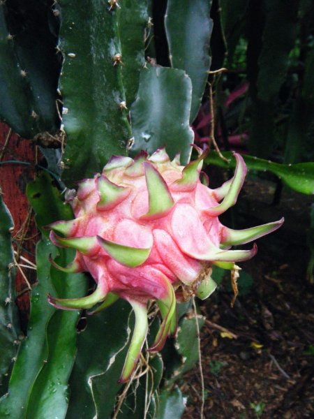 DSCF1093.jpg