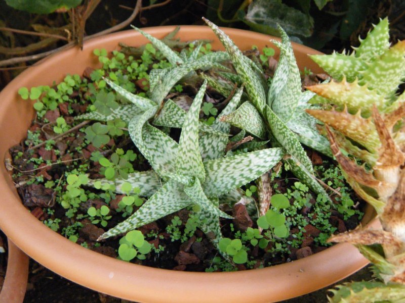 DSCF1504.jpg