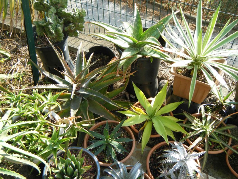 DSCF1520.jpg