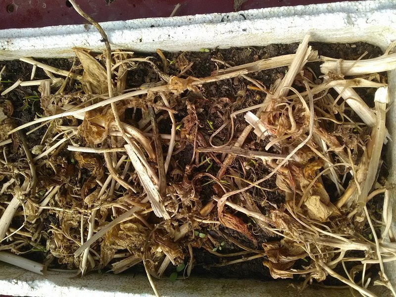 semis d'épinards (géant d'hiver)