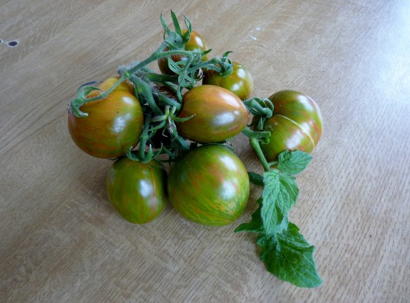 tomates 2019 014 (800x591).jpg