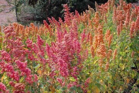 quinoa-brightest-brilliant-rainbow-450x301.jpg