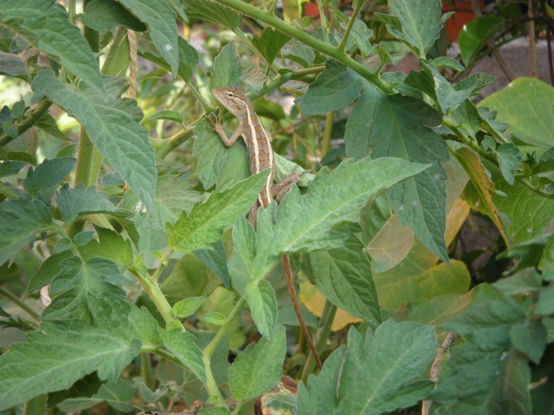 DSCF2067.JPG