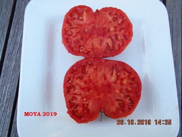 MOYA 2019 EN COUPE.jpg