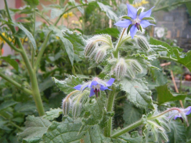 DSCF2099.JPG