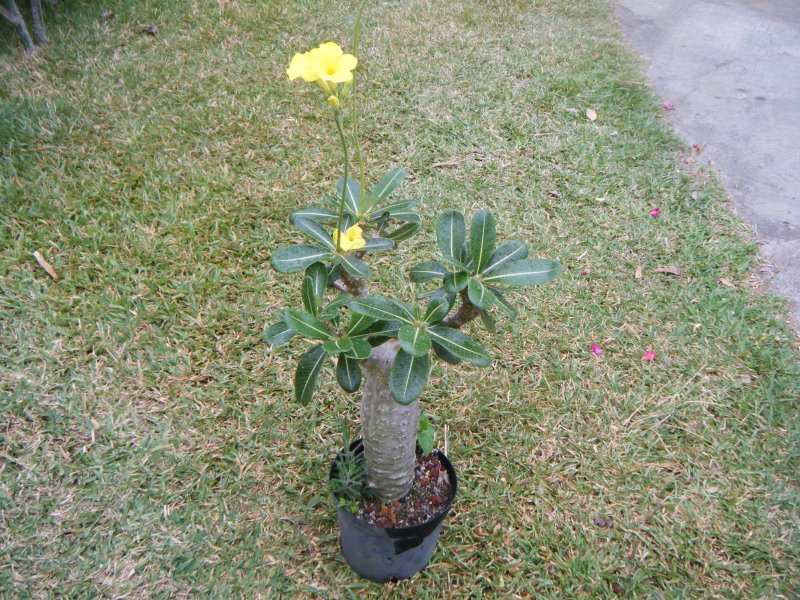 DSCF2100.JPG