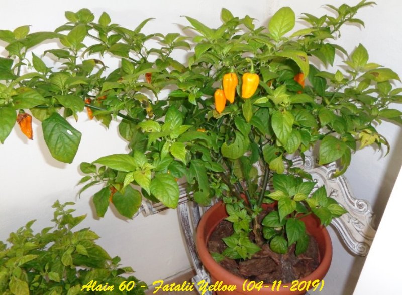 Fatalii Yellow.JPG