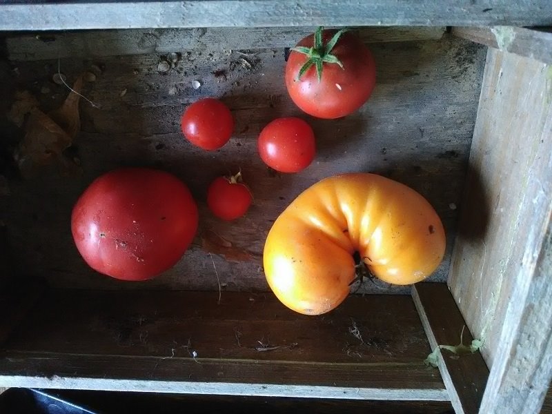 tomates 8-11-19.jpg