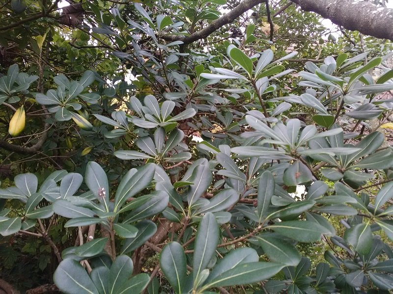 pittosporum.jpg