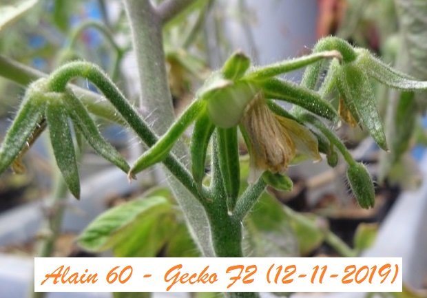 Gecko F2 - J61 +.JPG