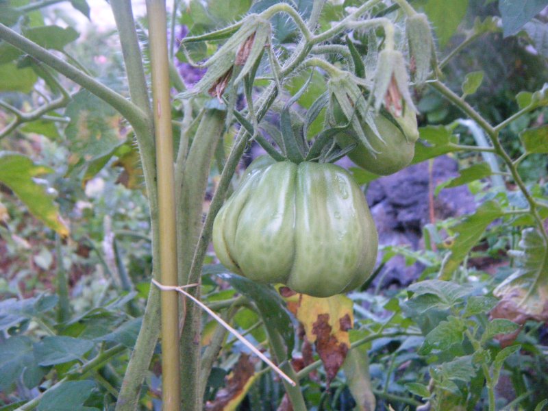 DSCF2127.JPG