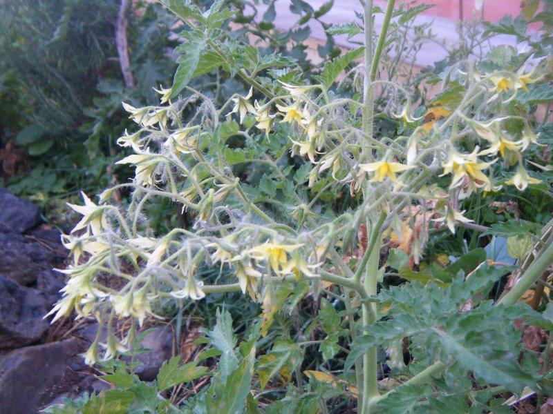 DSCF2118.JPG