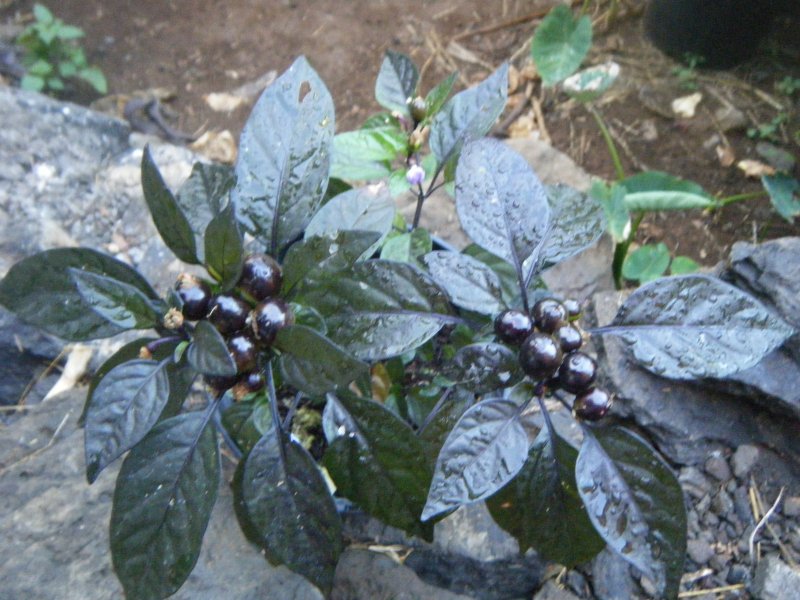 DSCF2128.JPG