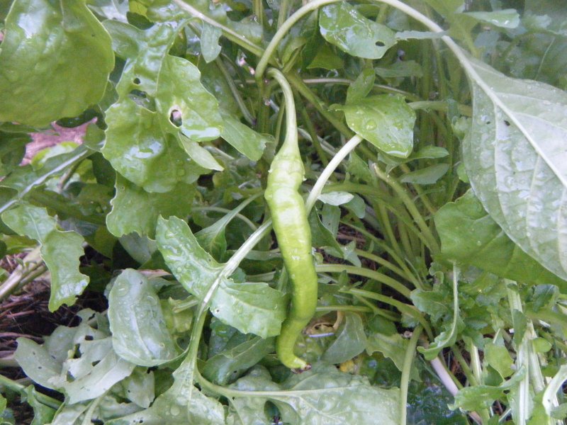 DSCF2125.JPG