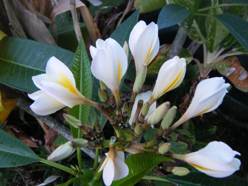 DSCF2133.JPG