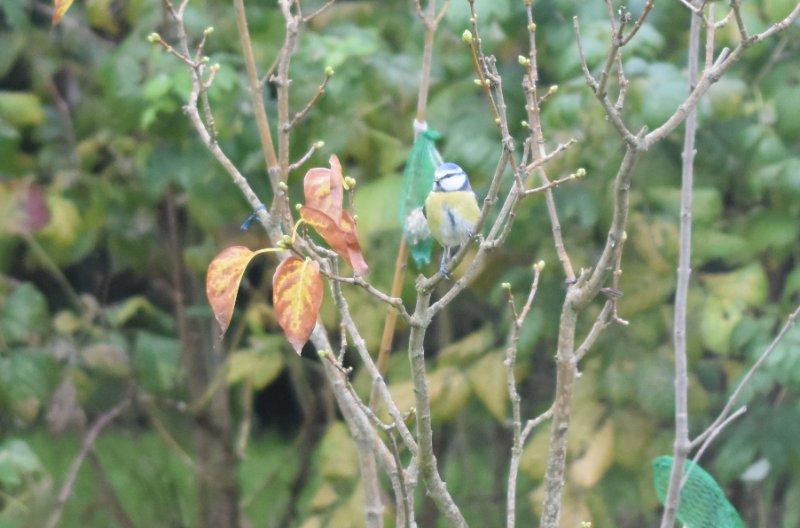 mésange bleue.jpg