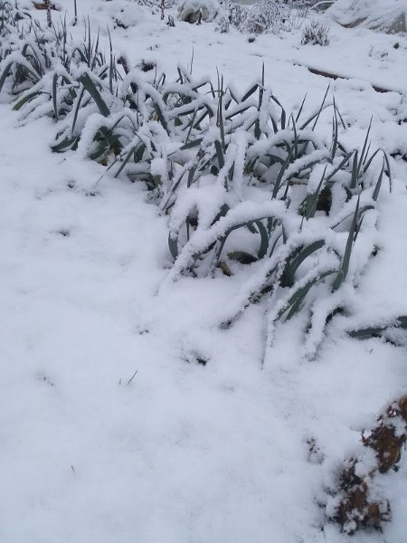 poireaux sous la neige