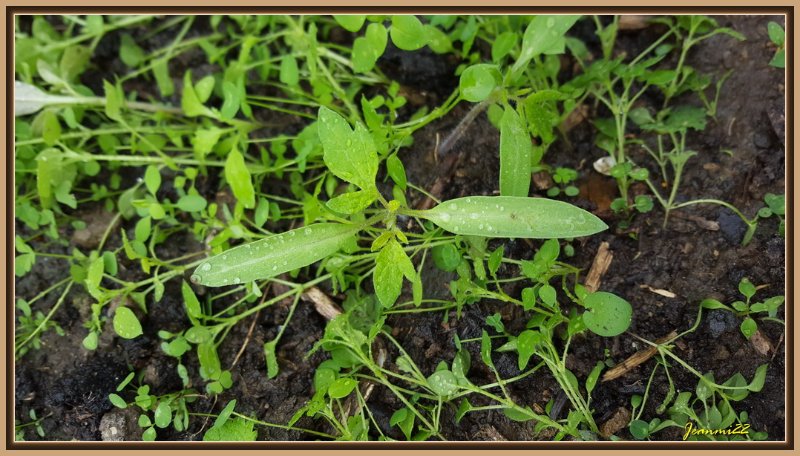 Quelques semis spontanés de tomate.