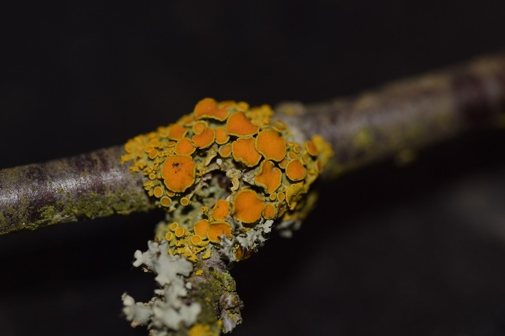 DSC_0367.JPG