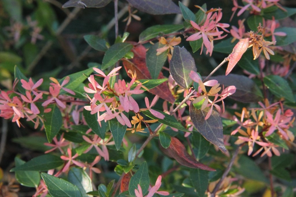 abelia floribunda.jpg