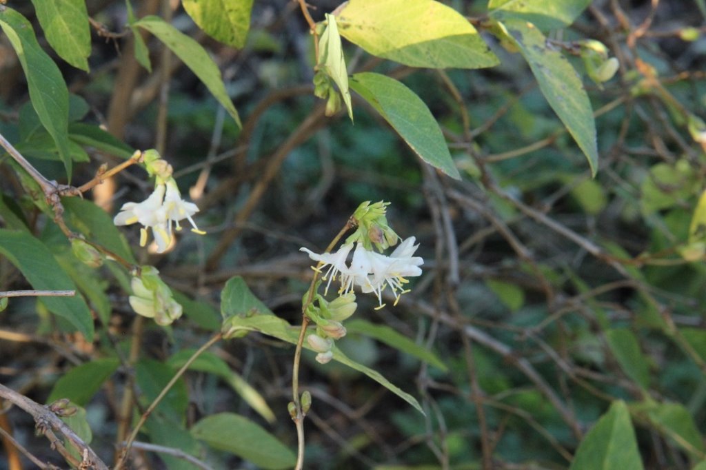 lonicera frag.jpg