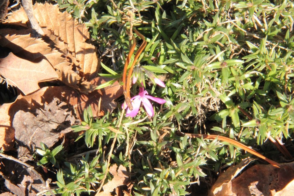 phlox subulata.jpg