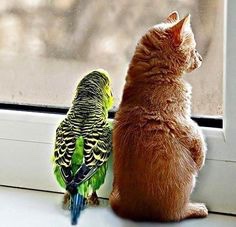 206a78d036d9fab6384e2b7f19f00758--birdwatching-bestfriends.jpg