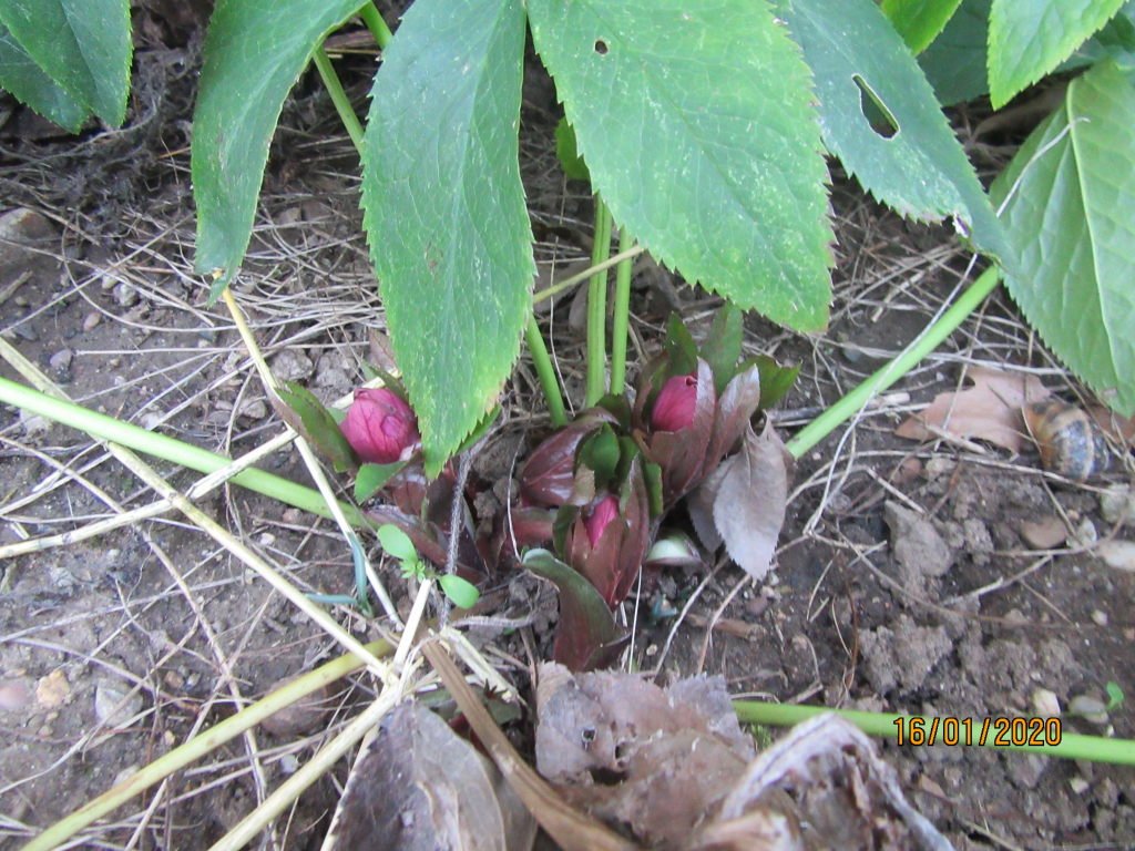 hellebore3.jpg