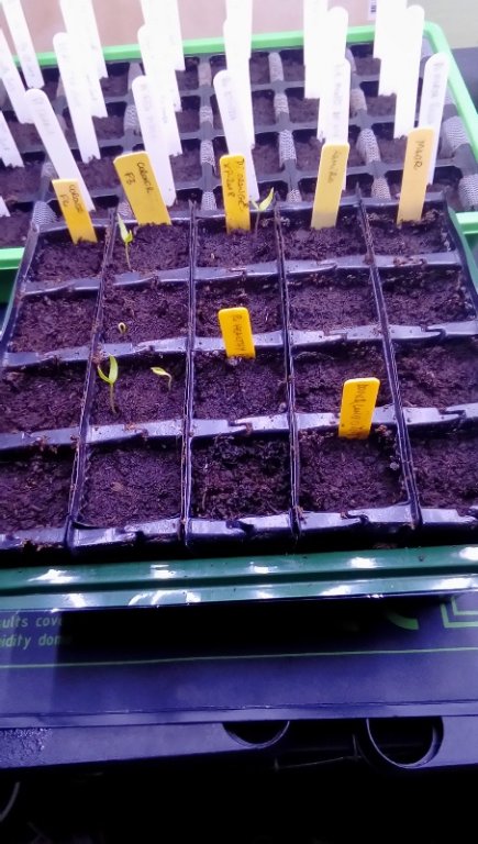 200117 piments et poivrons_1.jpg