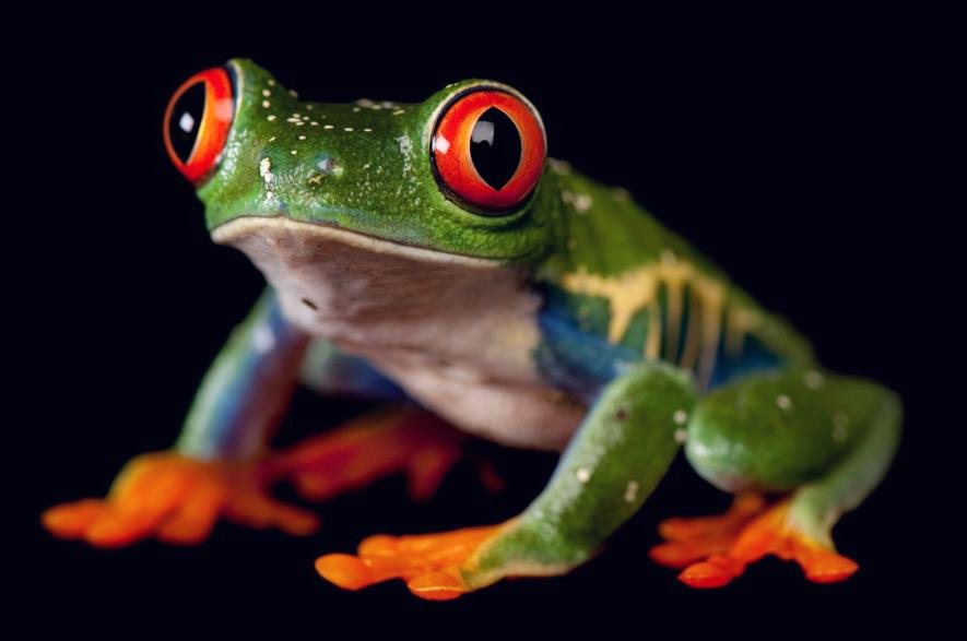 frog01_0.jpg