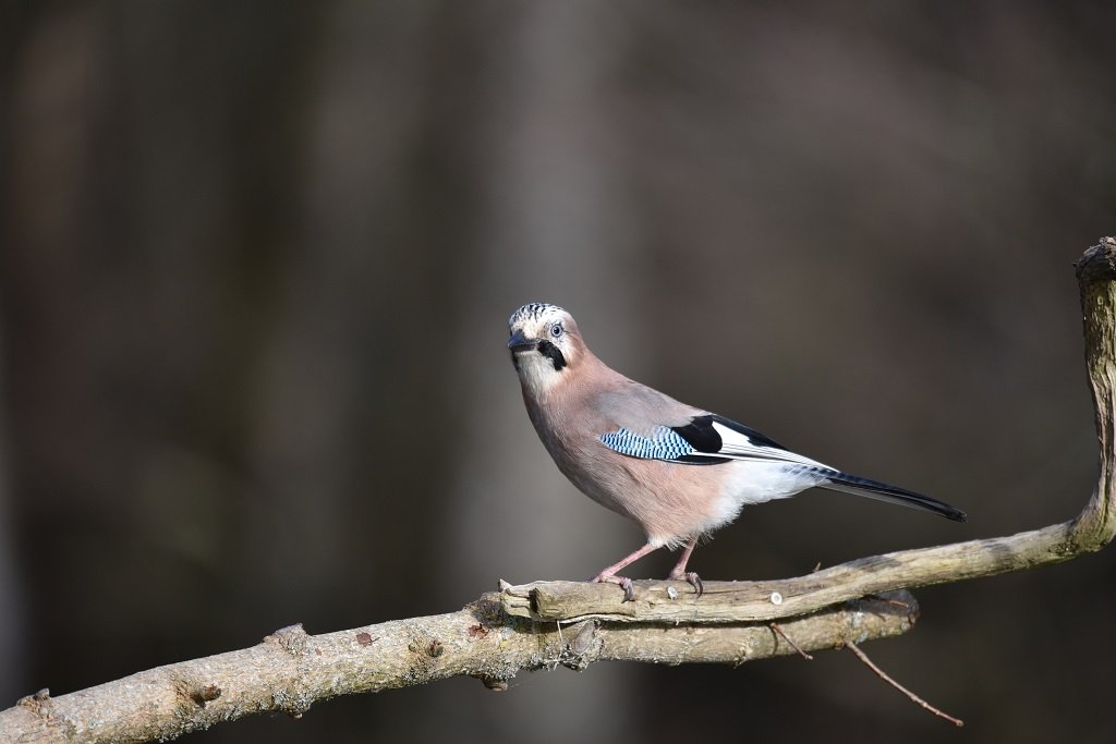 DSC_9282.JPG