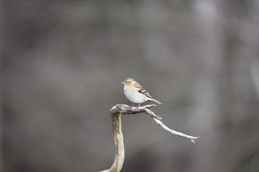 DSC_9310.JPG