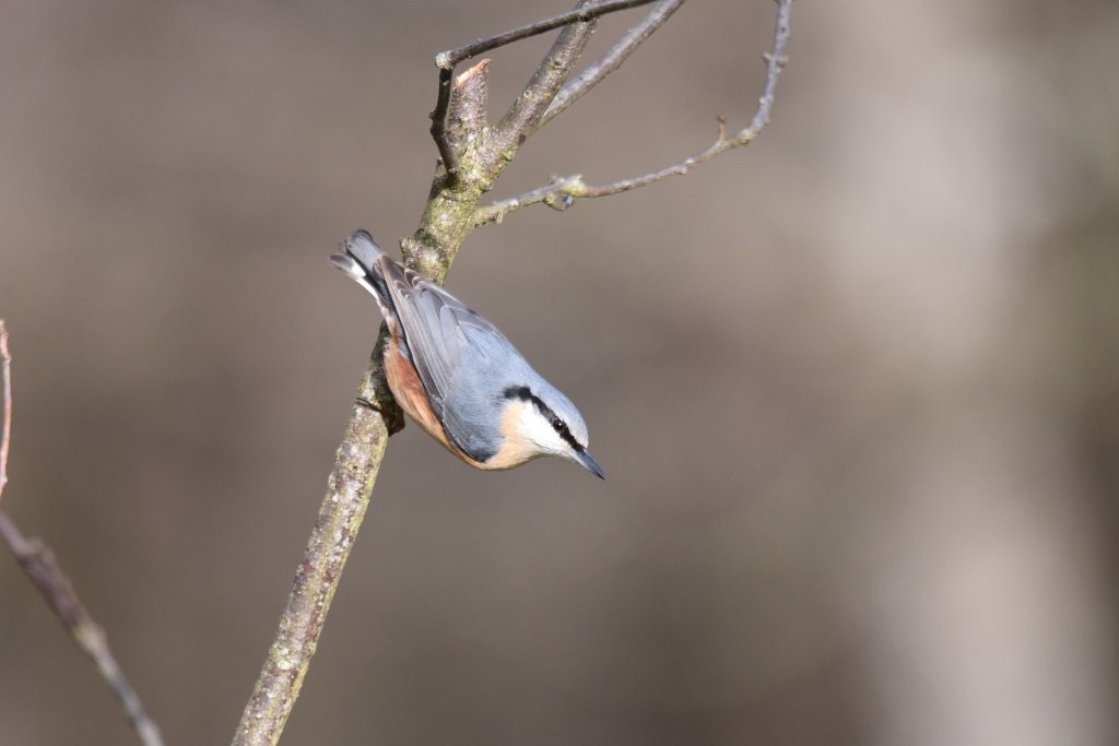 DSC_9405.JPG