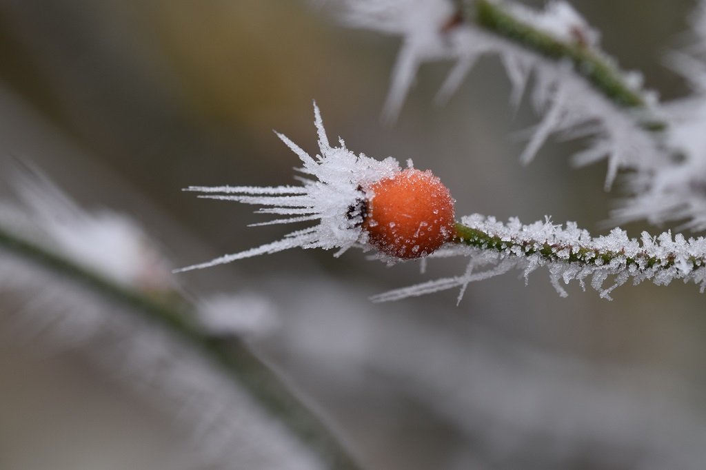 DSC_0535.JPG