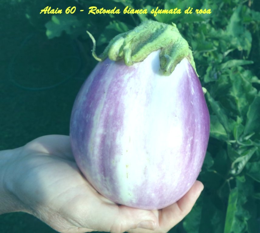 Aubergine Rotonda bianca sfumata di rosa  (A scelta).JPG