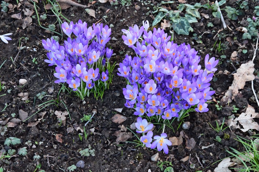 DSC_0172.JPG