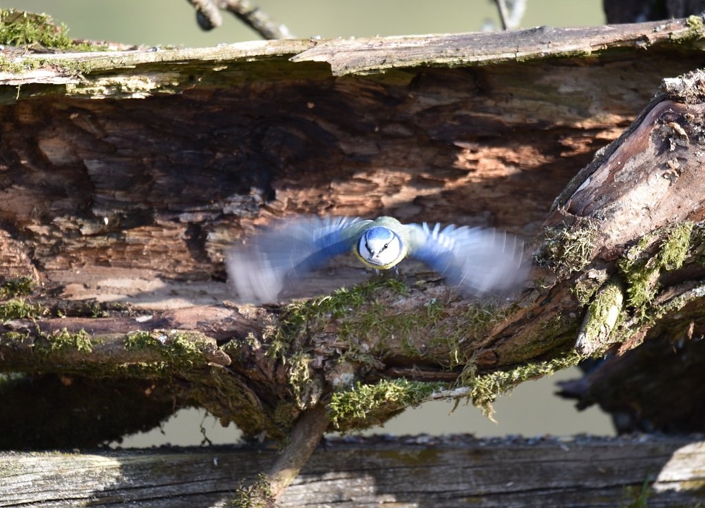 DSC_1313.JPG