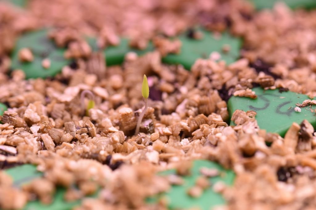 DSC_0567_1024.JPG