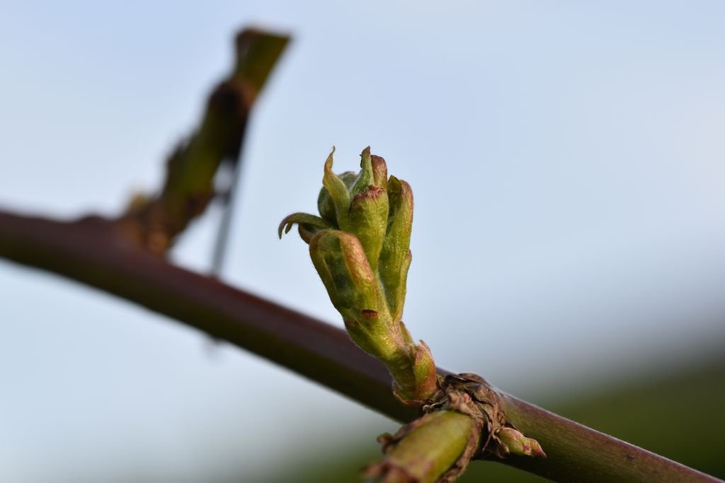DSC_0575_1024.JPG